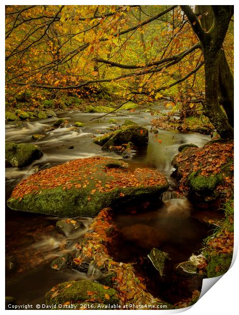 Autumn leaves at Hardcastle crags Print by David Oxtaby  ARPS
