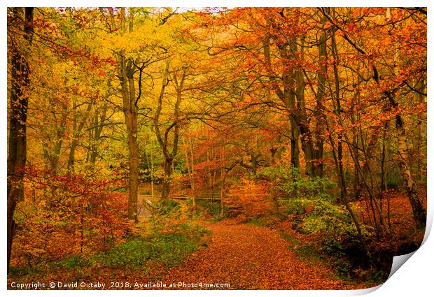 Colours of Autumn Print by David Oxtaby  ARPS