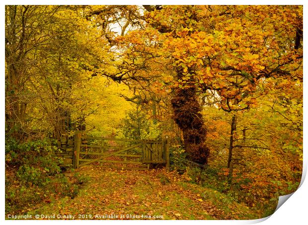 A walk in the autumnal woods Print by David Oxtaby  ARPS