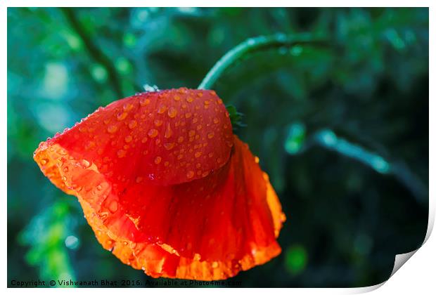 One beautiful red poppy with dew drops Print by Vishwanath Bhat
