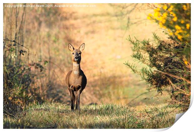  Roe deer Print by michael freeth