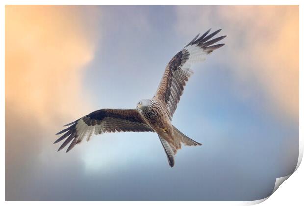 Red Kite in flight Print by Des O'Connor