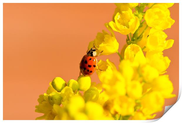 Ladybird Print by Des O'Connor