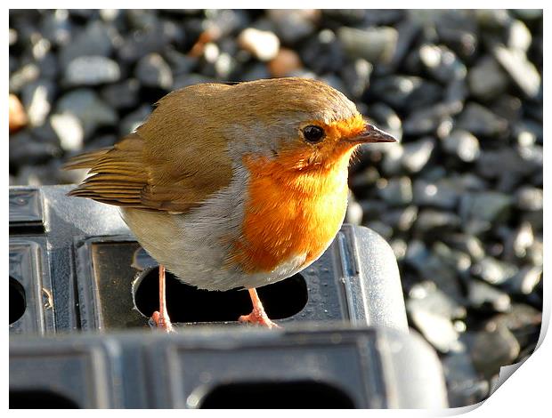  Robin on step Print by Darren and Amanda Leetham