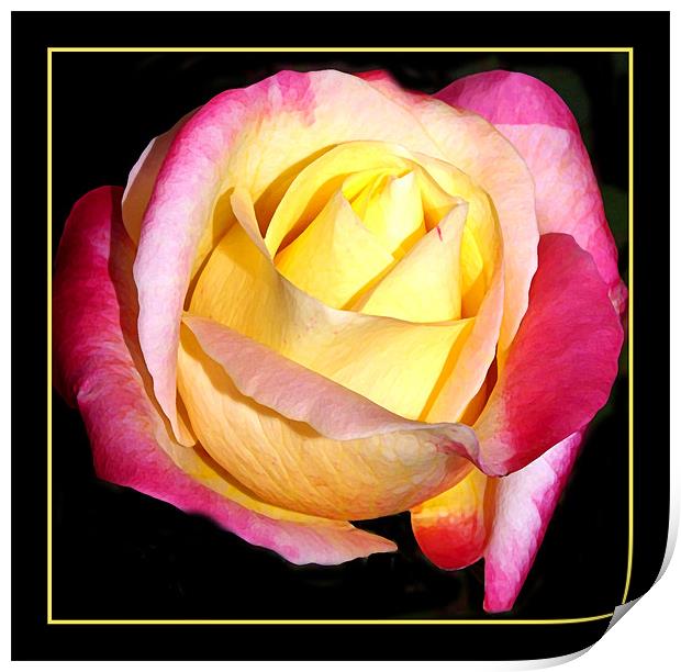 Easter Rose  Print by Rozlen Willoughby