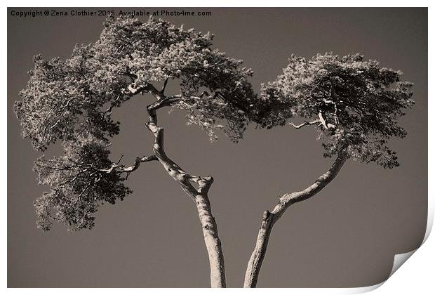 Tree Heart Print by Zena Clothier