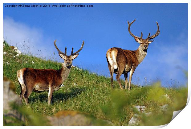  Deer; Deer; Print by Zena Clothier