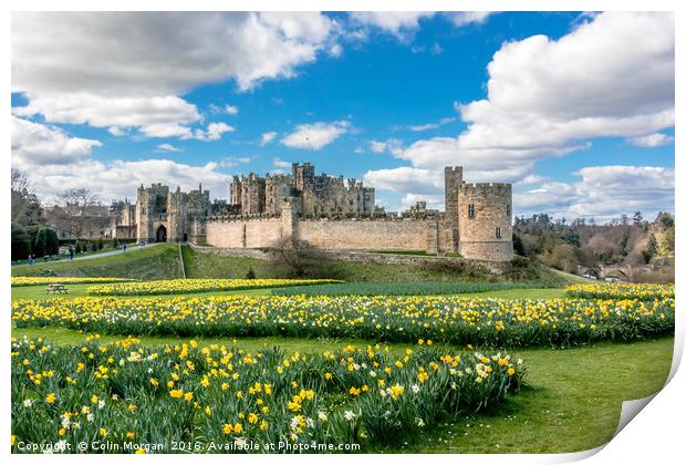 Alnwick Castle Daffodils Print by Colin Morgan
