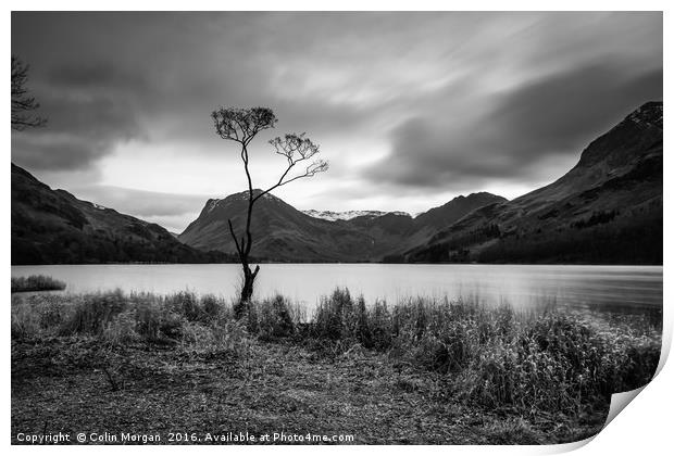 Buttermere Lone Tree Print by Colin Morgan