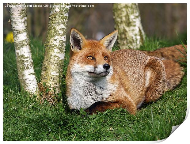  Red Fox Print by Robert Stocker