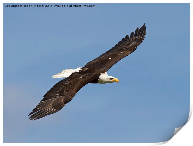 Bald Eagle in Flight Print by Robert Stocker