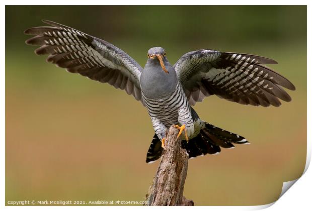 Cuckoo With The Morning Catch Print by Mark McElligott