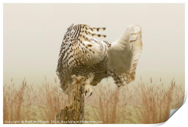 Snow Owl, Eye Spy In The Mist Print by Mark McElligott