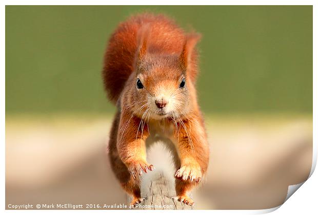 Red Squirrel  Print by Mark McElligott