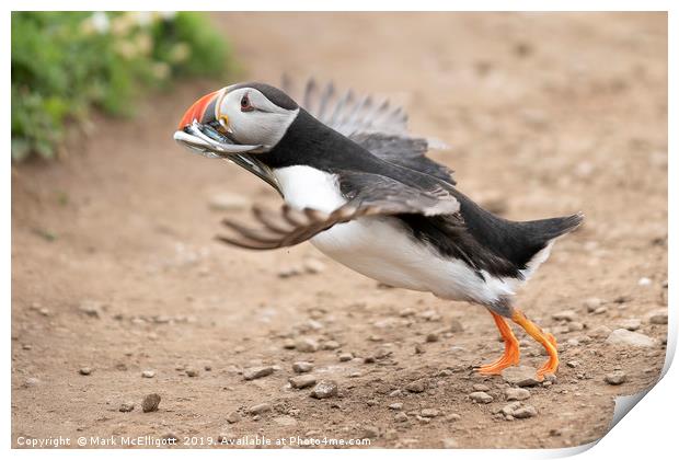 Puffin With Sand Eels Print by Mark McElligott