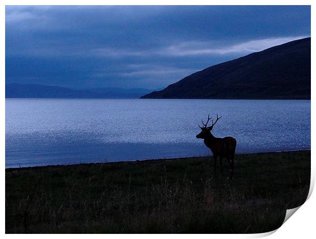  Red Deer looking to Skye Print by ian jackson