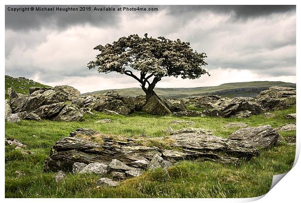  Noreber Hawthorn Print by Michael Houghton