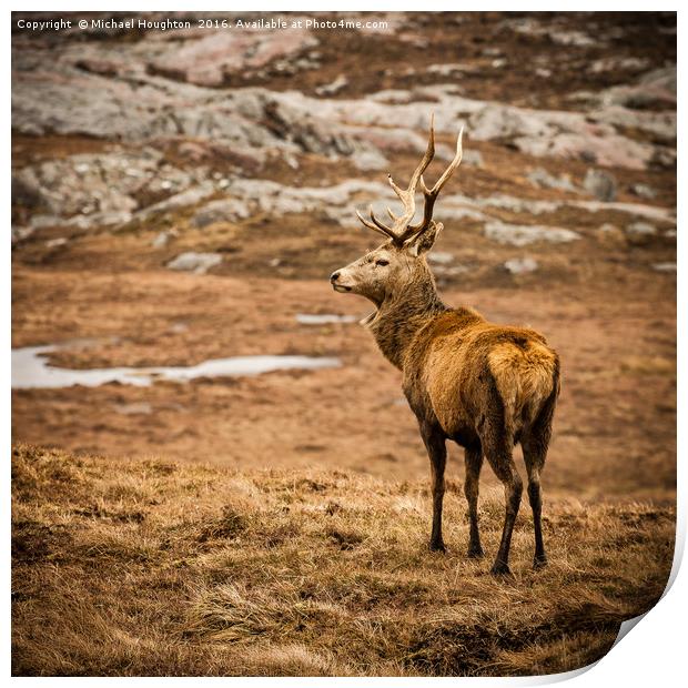 Stag Print by Michael Houghton