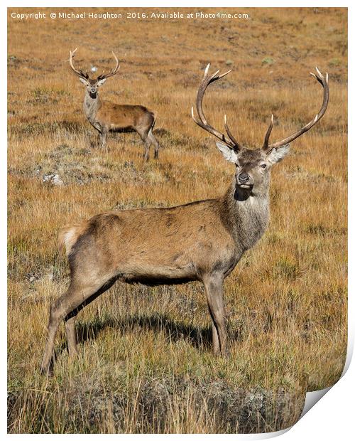 Young highland stags Print by Michael Houghton