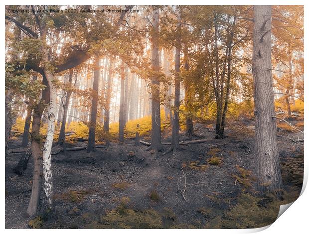 Dawn Autumn Forest Print by Andy Evans