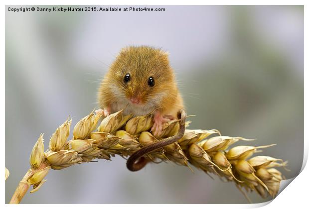  Harvest Mouse on Wheat Print by Danny Kidby-Hunter