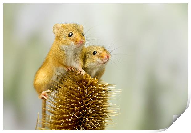  Harvest Mice on Lookout  Print by Danny Kidby-Hunter