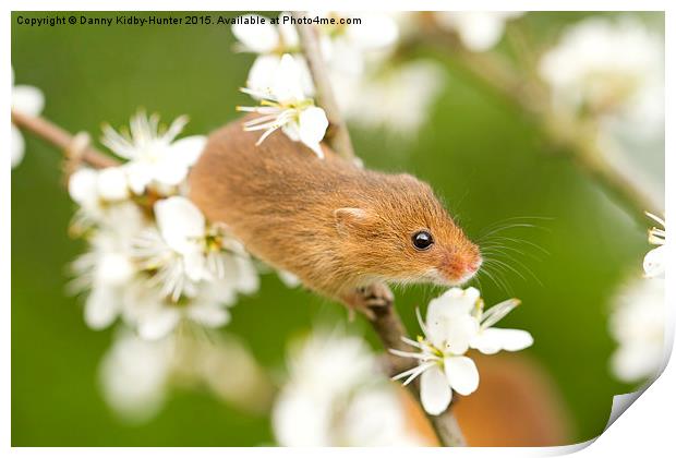  Harvest Mouse amongst the flowers Print by Danny Kidby-Hunter