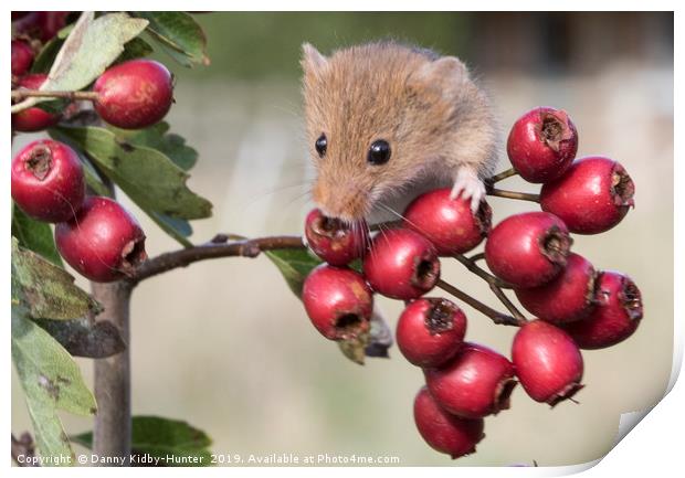 Harvest Mouse on Berries Print by Danny Kidby-Hunter