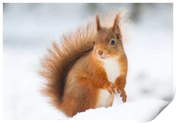 Red Squirrel in Snow Print by Danny Kidby-Hunter