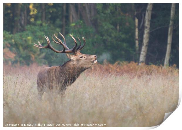 Red Stag Bellowing Print by Danny Kidby-Hunter