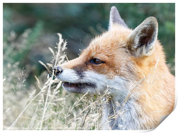 A Fox smelling the grass Print by Danny Kidby-Hunter