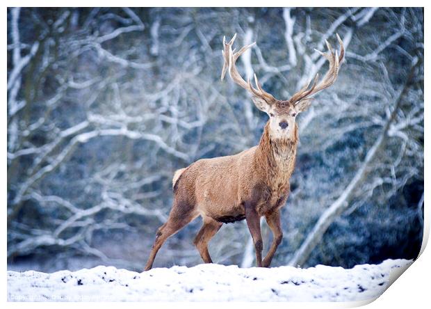 A red deer stag in the snow Print by Danny Kidby-Hunter