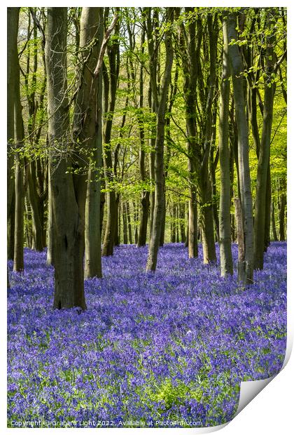 Bluebell Woods Print by Graham Light