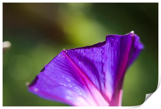  Ipomoea, morning glory. Print by Graham Light