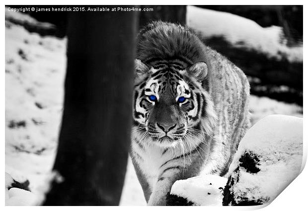 Tiger blue eyes Print by james hendrick