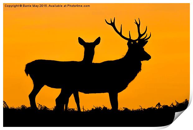  Red Deer at Sunset Print by Barrie May