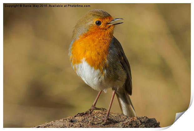 The Model Robin Print by Barrie May