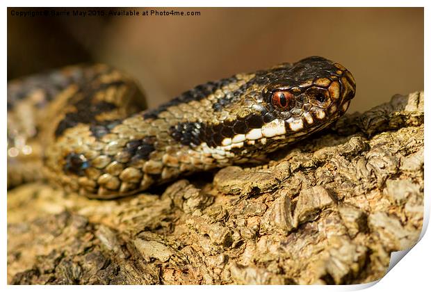 Adder Basking in the Sun Print by Barrie May