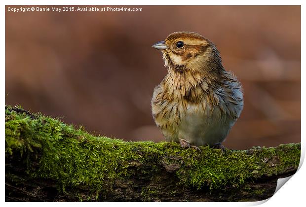 Reed Bunting, Post-Bath Print by Barrie May