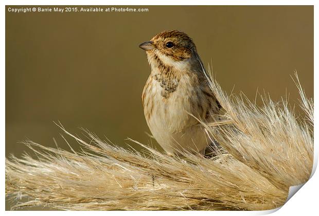 Reed Bunting on Pampas Print by Barrie May