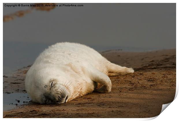 Sleeping Seal Pup, Donna Nook. Print by Barrie May