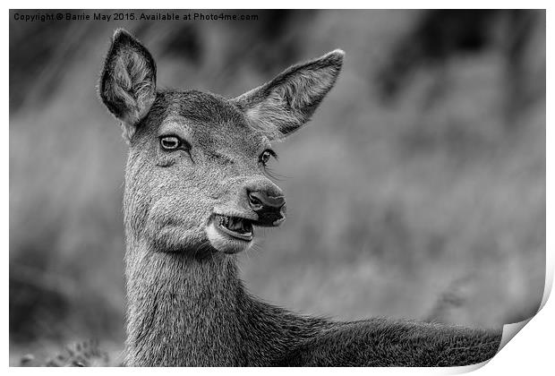 Cheeky Female Red Deer Print by Barrie May