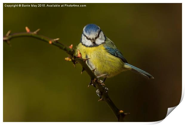 Blue Tit (Cyanistes caeruleus) Print by Barrie May