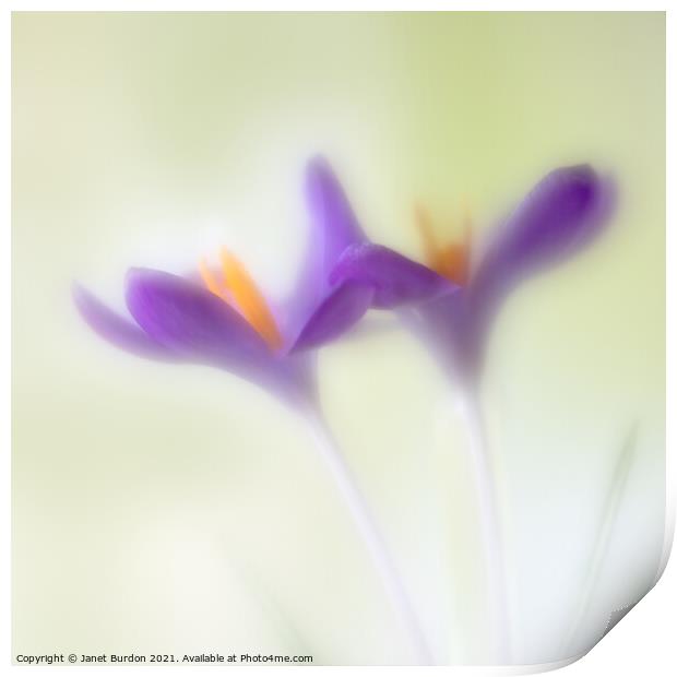 Crocuses Print by Janet Burdon