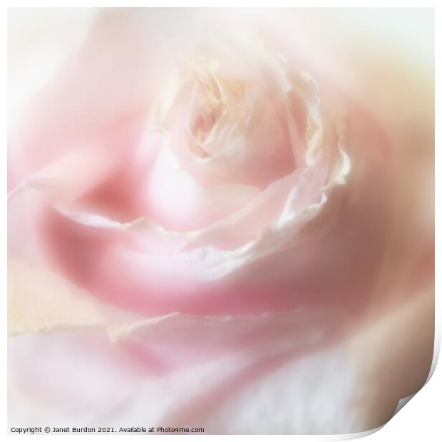 Rose Print by Janet Burdon
