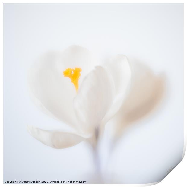 White Crocus Print by Janet Burdon