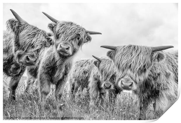 Highland cattle Print by Janet Burdon