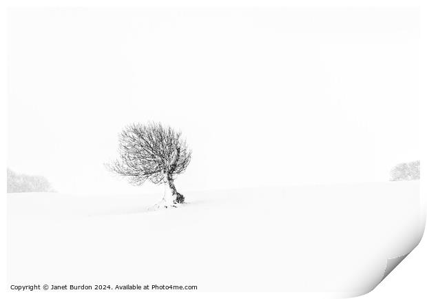 Solitude #1 Print by Janet Burdon
