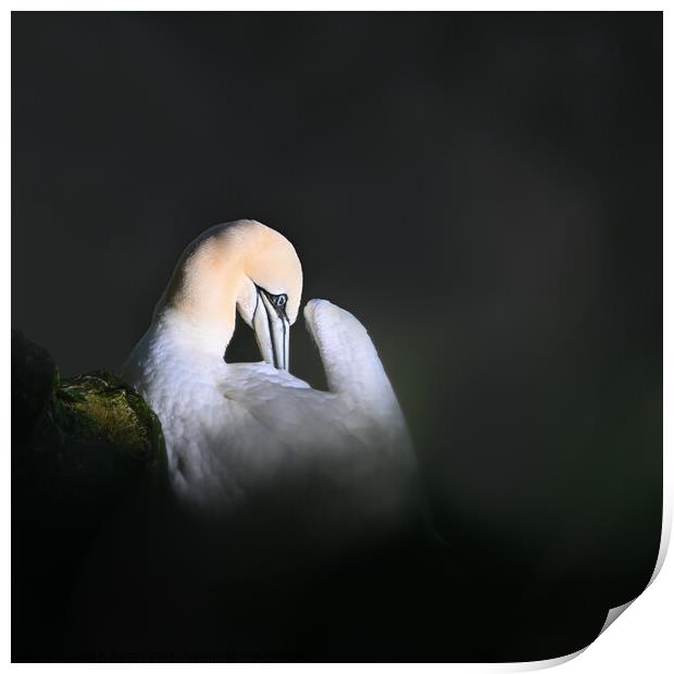 Gannet Print by Janet Burdon