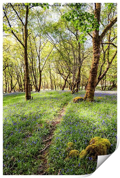  Bluebell woods, Isle of Mull Print by Janet Burdon